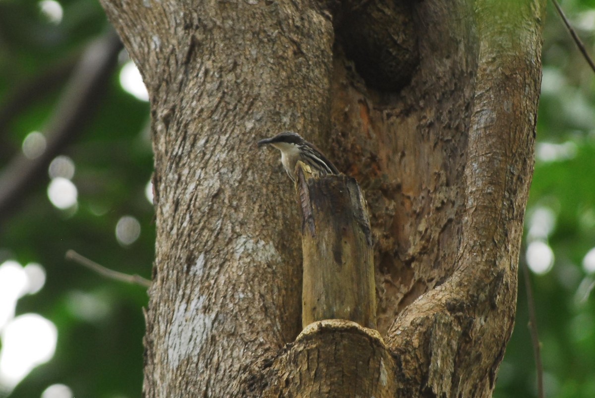 Stripe-sided Rhabdornis - ML639327033