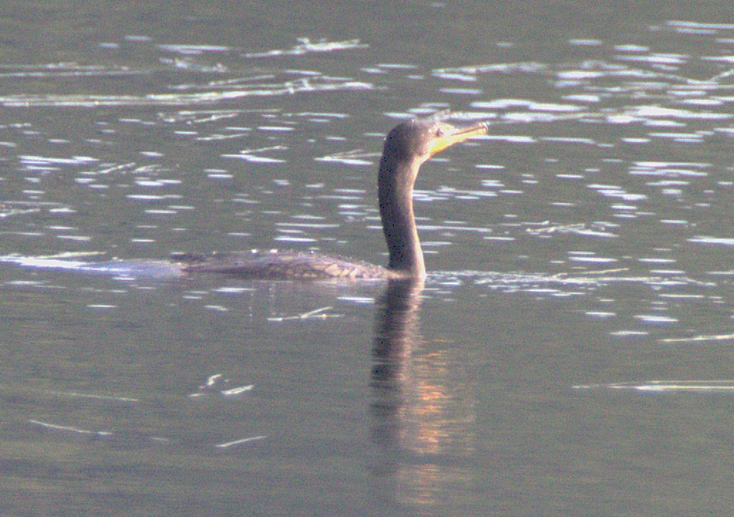 Double-crested Cormorant - ML639327095