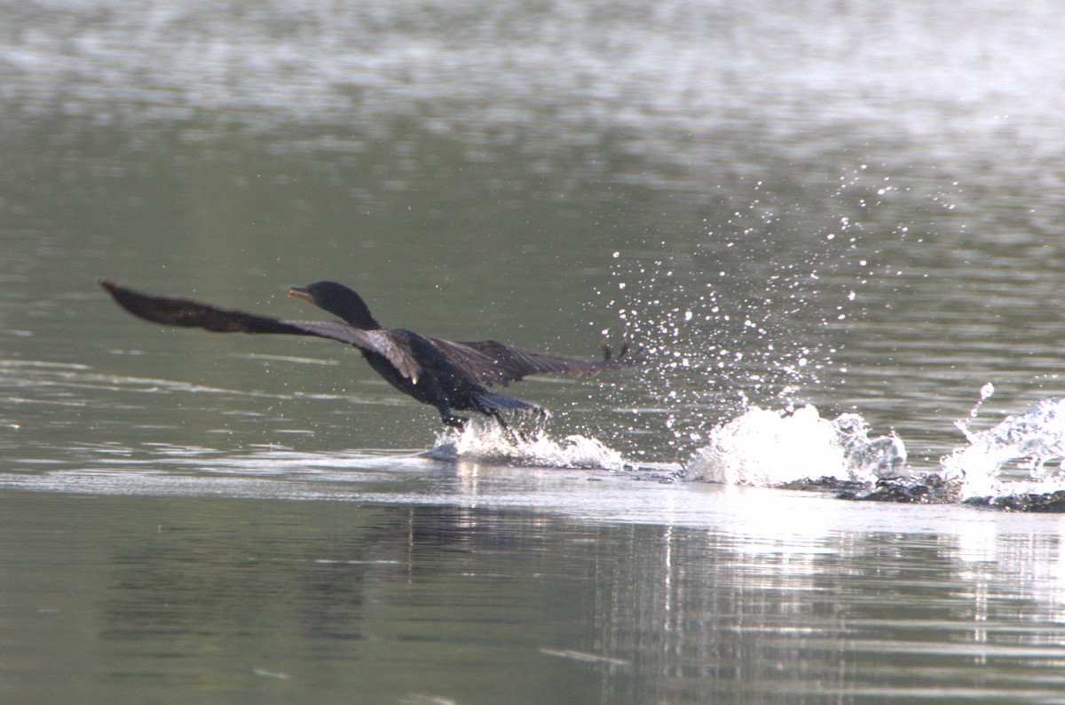 Double-crested Cormorant - ML639327096
