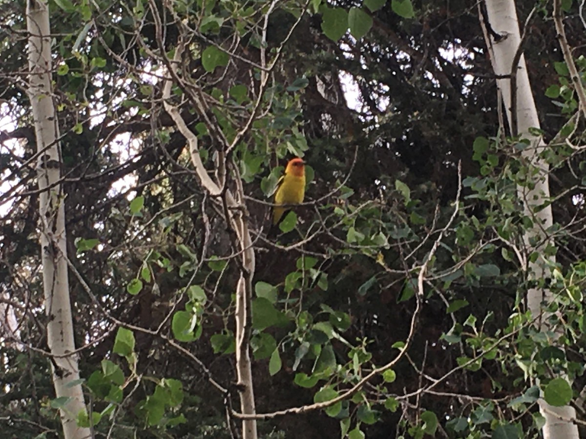 Western Tanager - ML639327165