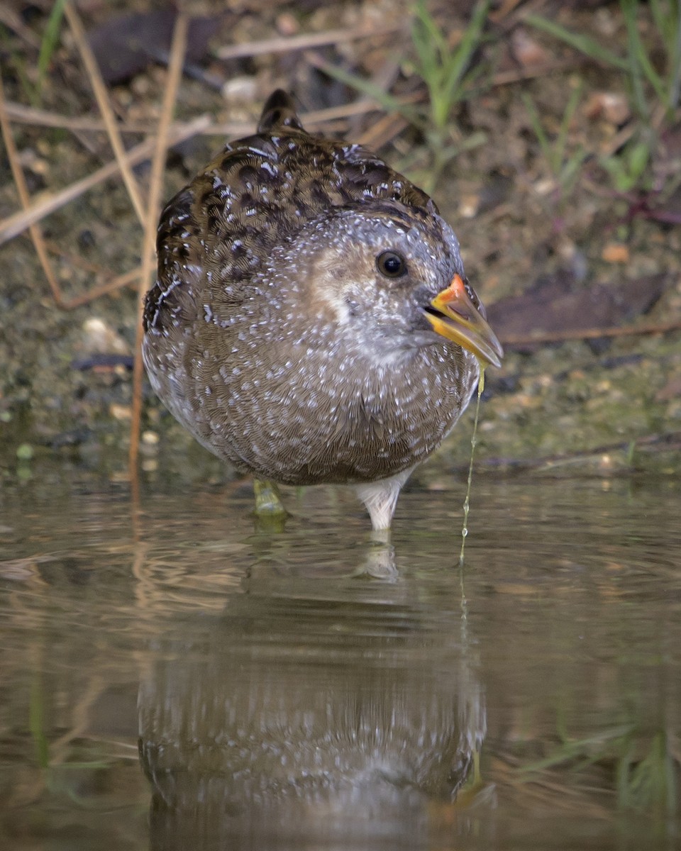 Spotted Crake - ML639327167