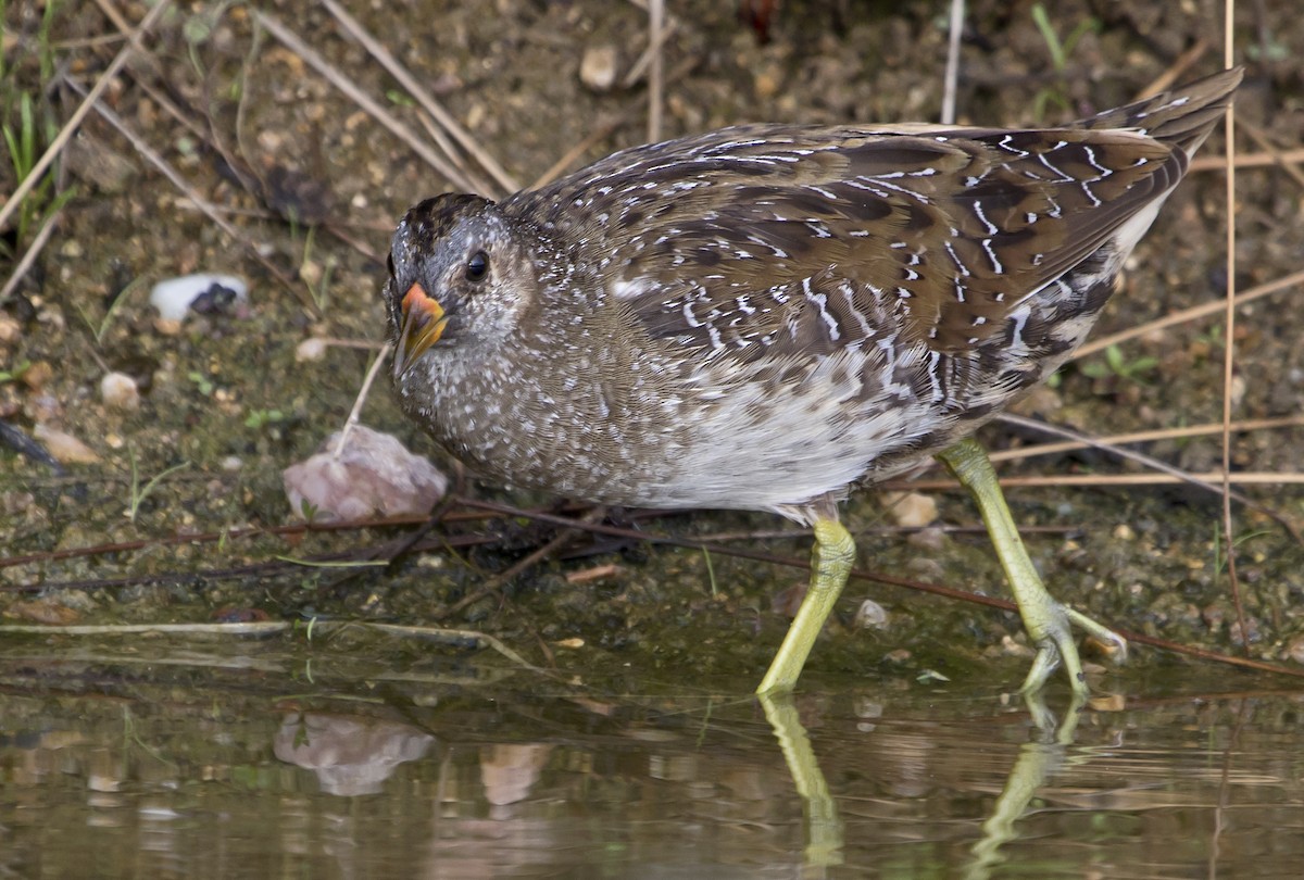 Spotted Crake - ML639327168