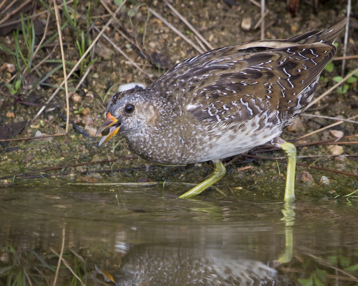 Spotted Crake - ML639327169
