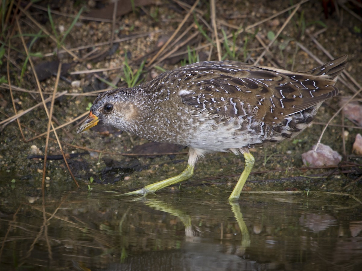 Spotted Crake - ML639327170