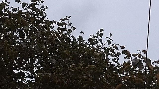 Indian White-eye - ML639327181