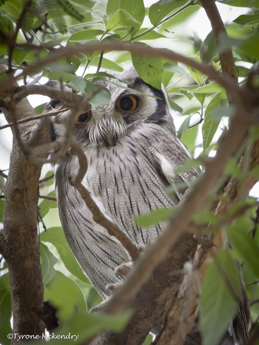 Southern White-faced Owl - ML639327242