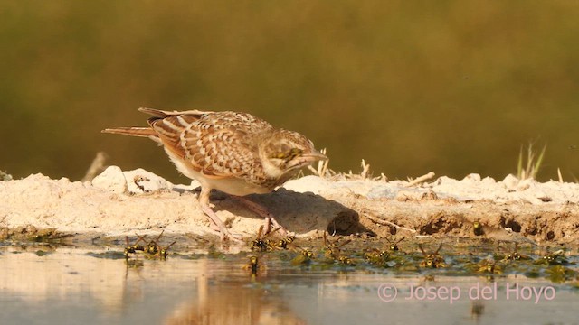 Crested Lark (Crested) - ML639327286