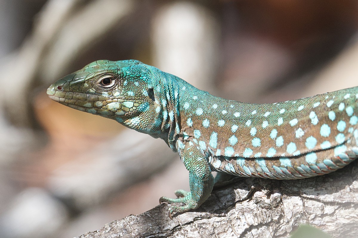 Aruba Whiptail - ML639327431