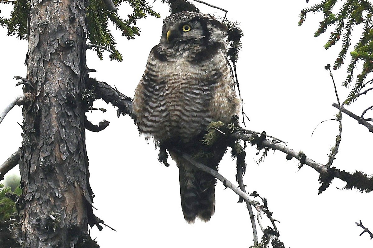 Northern Hawk Owl - ML639327455