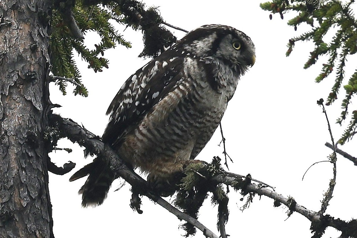 Northern Hawk Owl - ML639327457