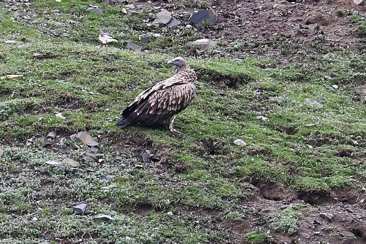 Himalayan Griffon - ML639327458