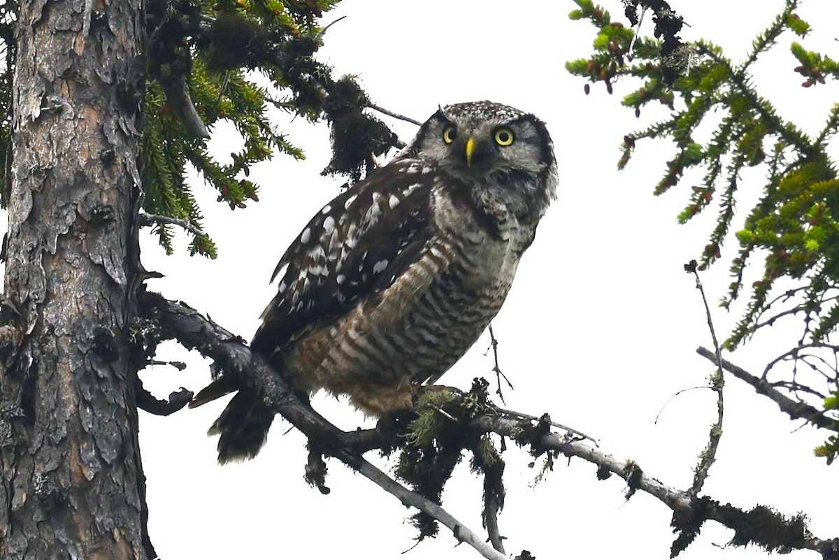 Northern Hawk Owl - ML639327459