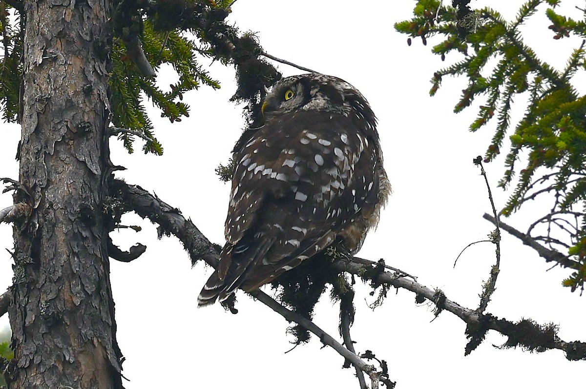 Northern Hawk Owl - ML639327461