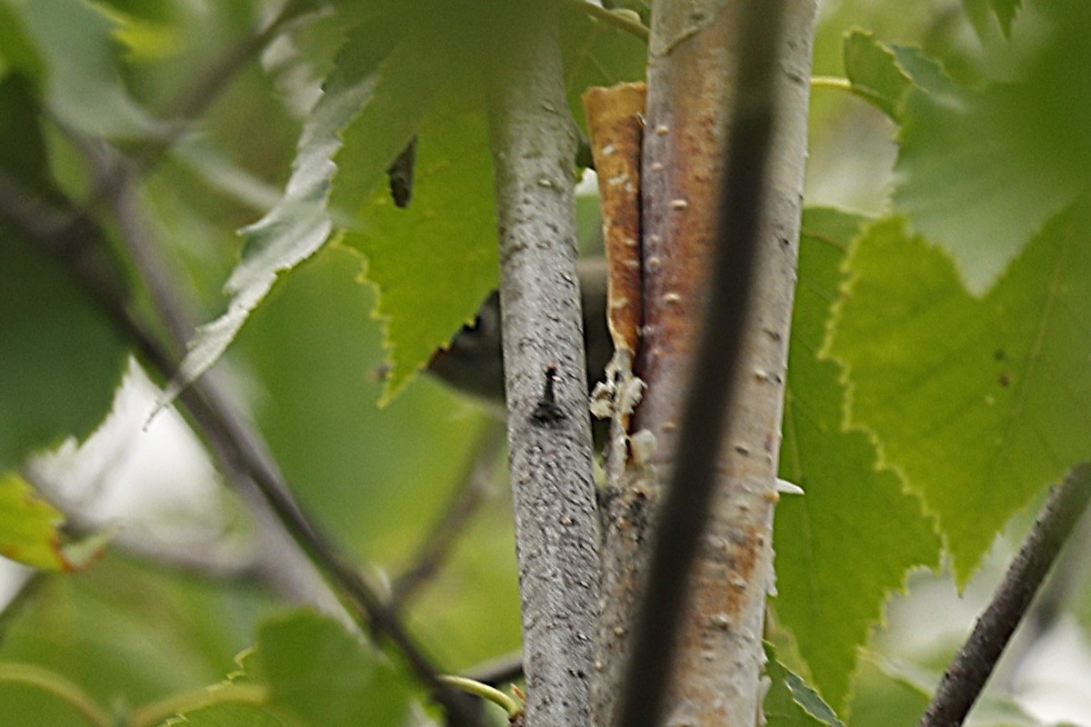 Ruby-crowned Kinglet - ML639327462