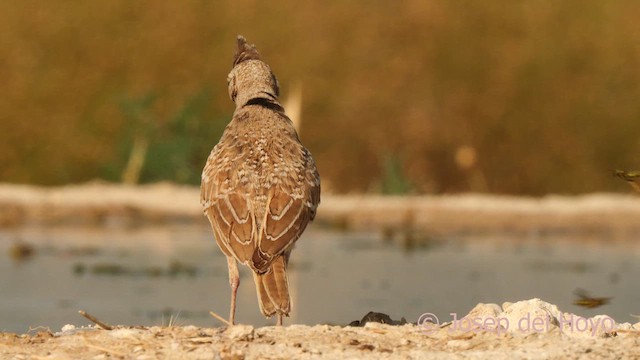 Crested Lark (Crested) - ML639327492