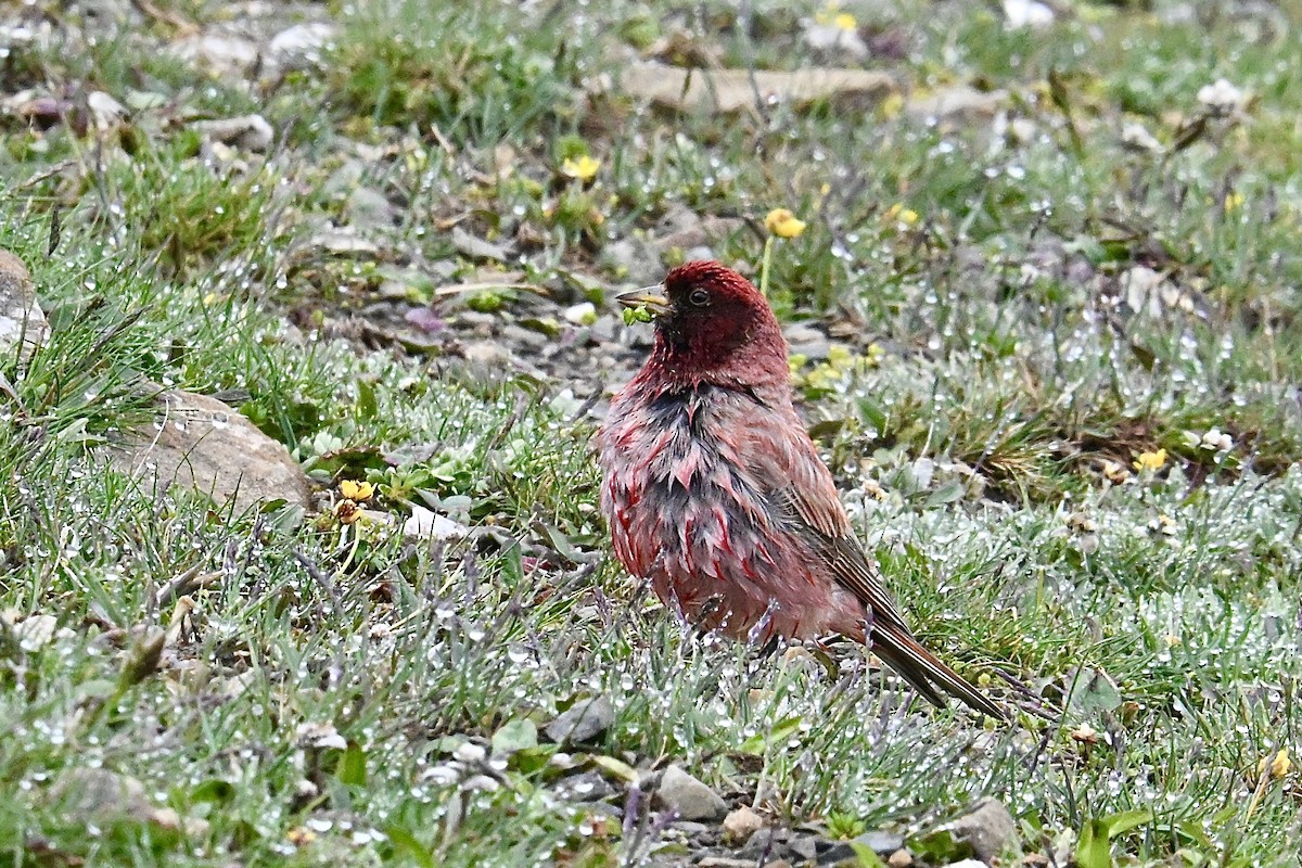 ハネナガマシコ - ML639327529