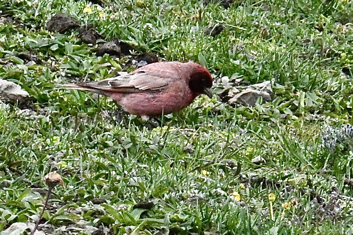 ハネナガマシコ - ML639327536