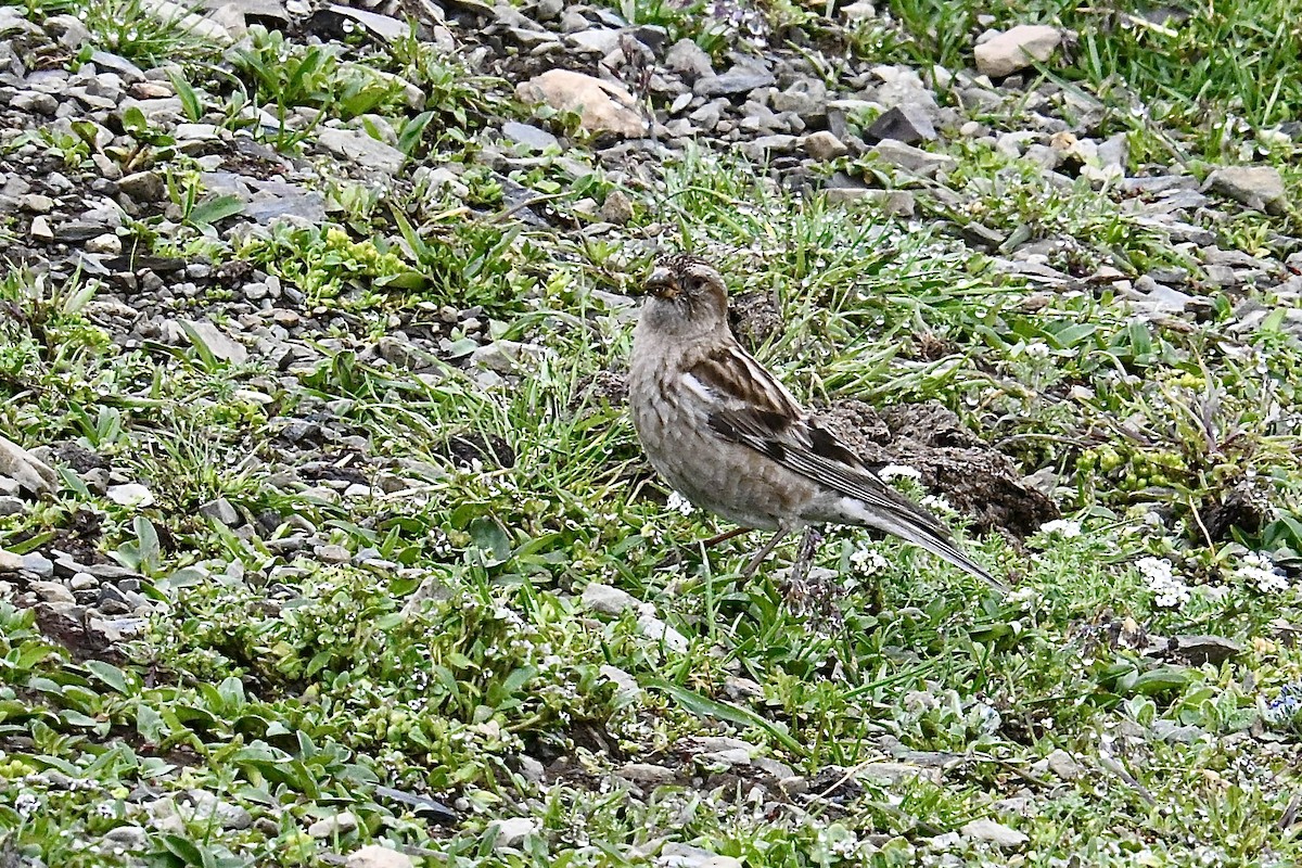 ハネナガマシコ - ML639327546