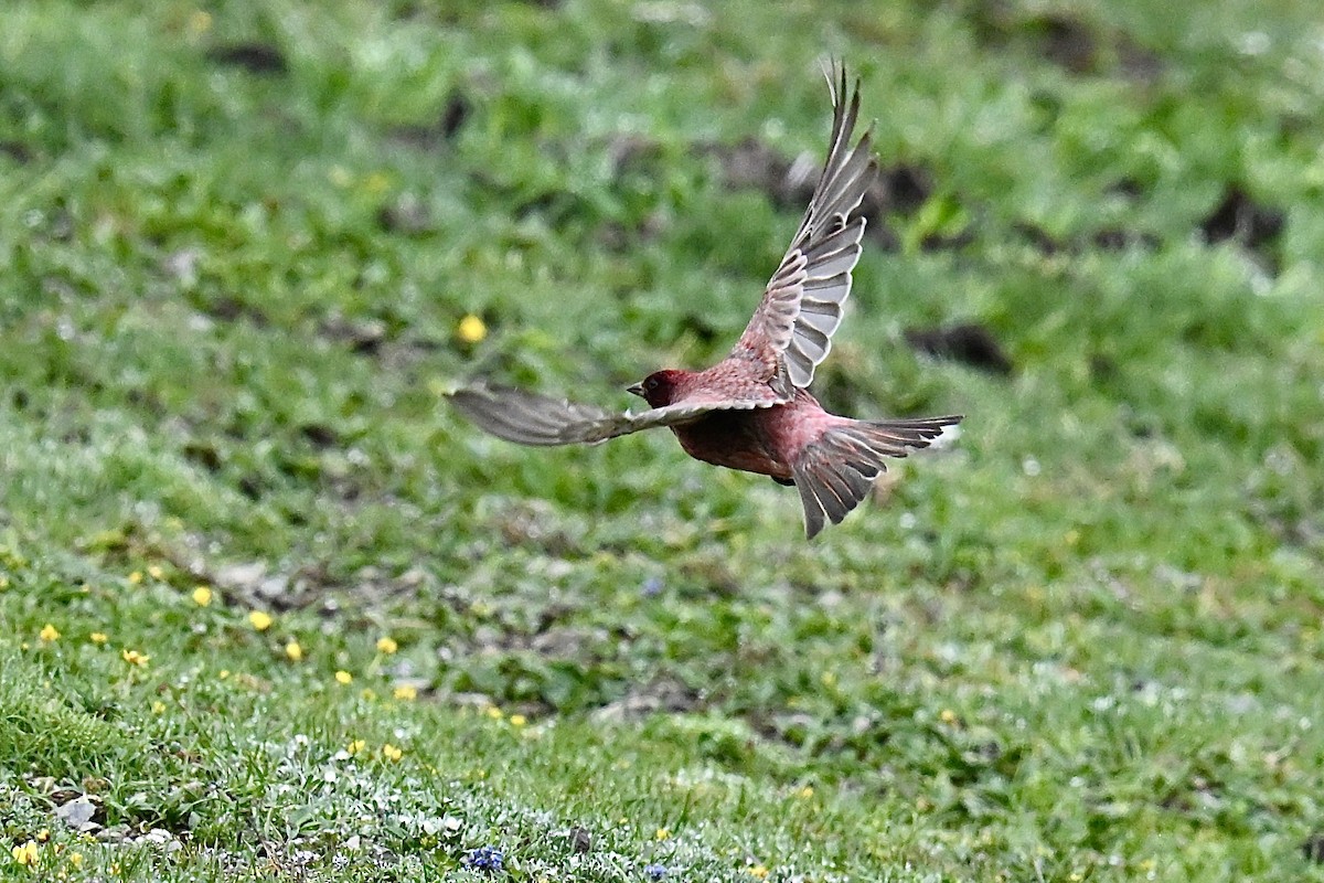 ハネナガマシコ - ML639327547