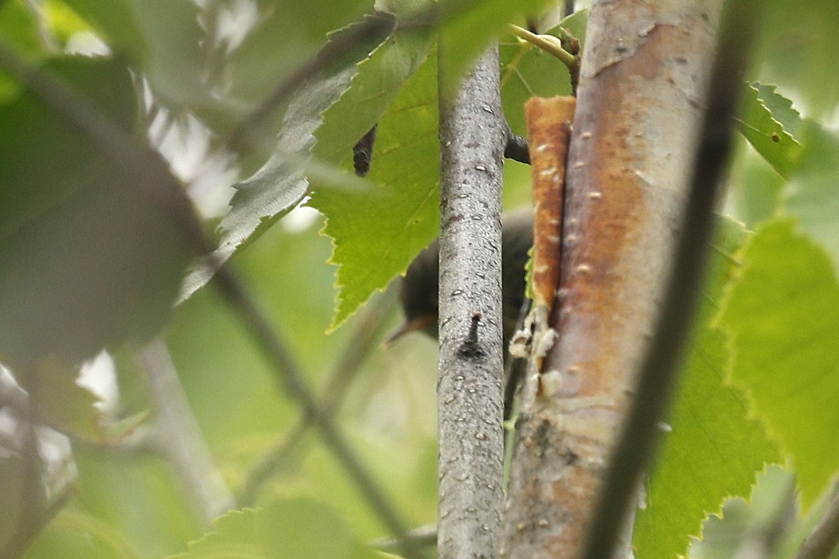 Ruby-crowned Kinglet - ML639327576