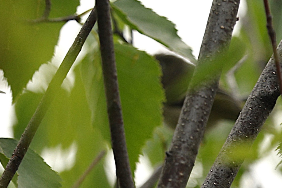 Ruby-crowned Kinglet - ML639327578
