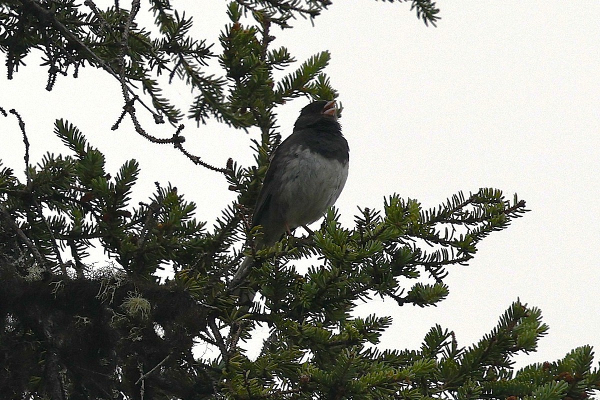 Dark-eyed Junco (Slate-colored) - ML639327593