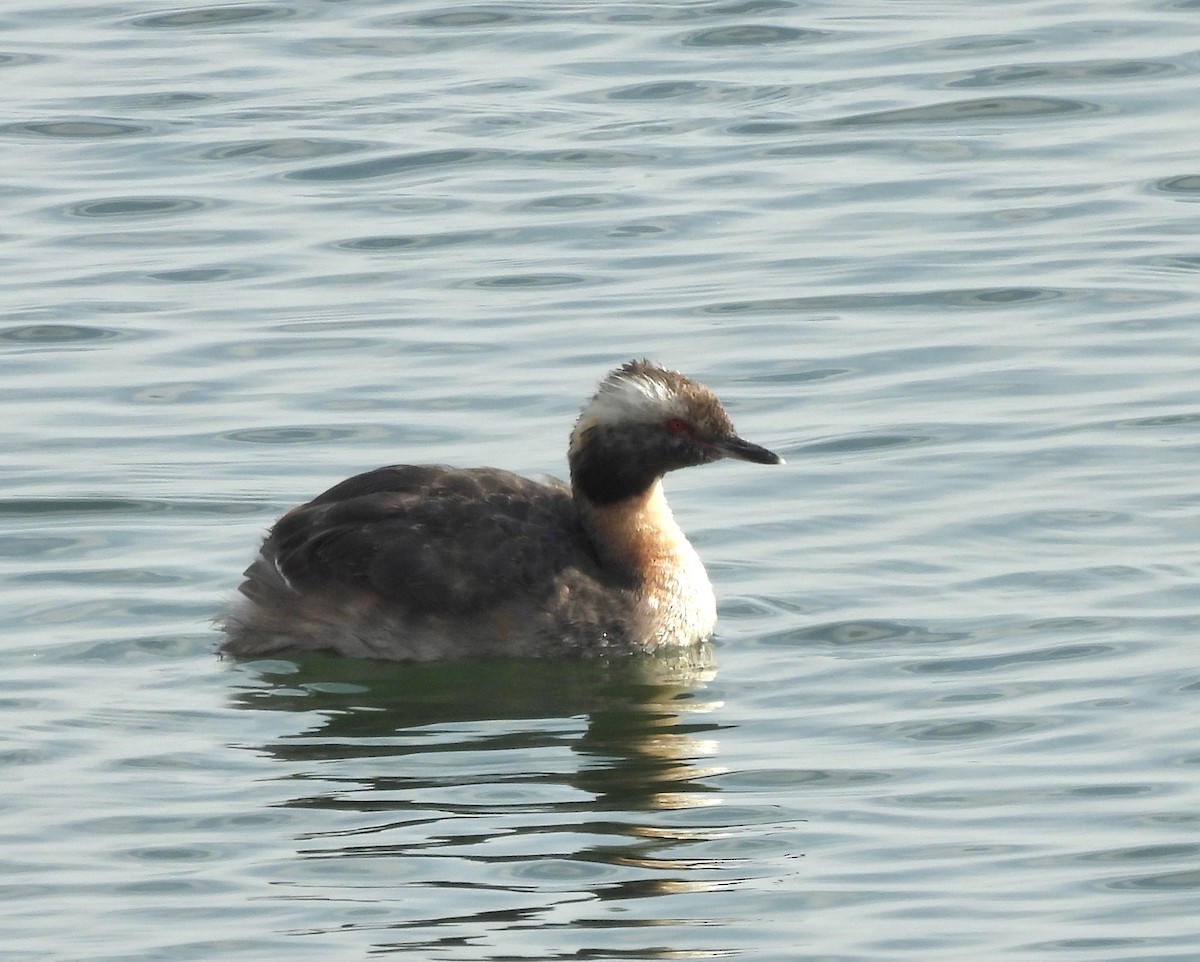 Horned Grebe - ML639327895