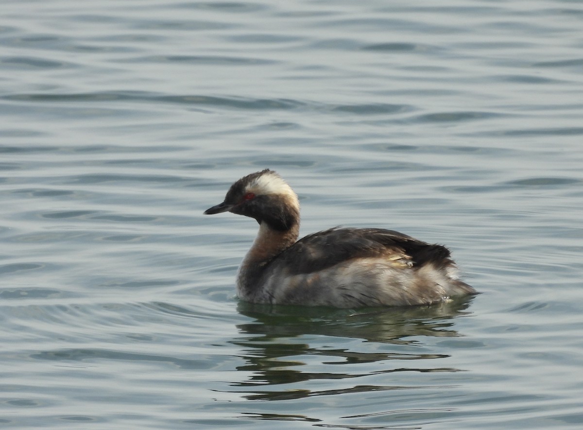 Horned Grebe - ML639327896