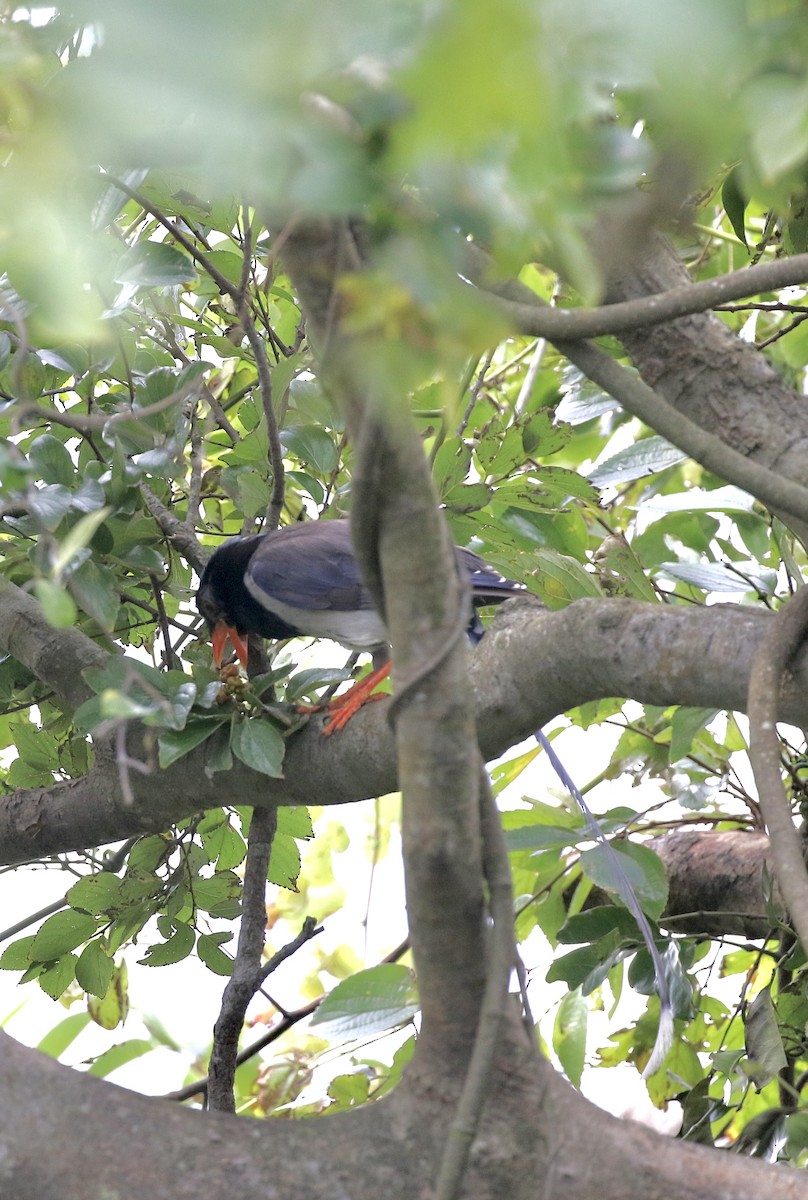 Red-billed Blue-Magpie - ML639327915