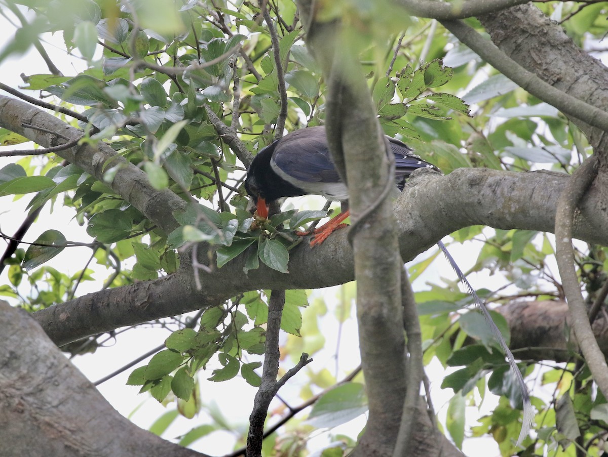 Red-billed Blue-Magpie - ML639327916