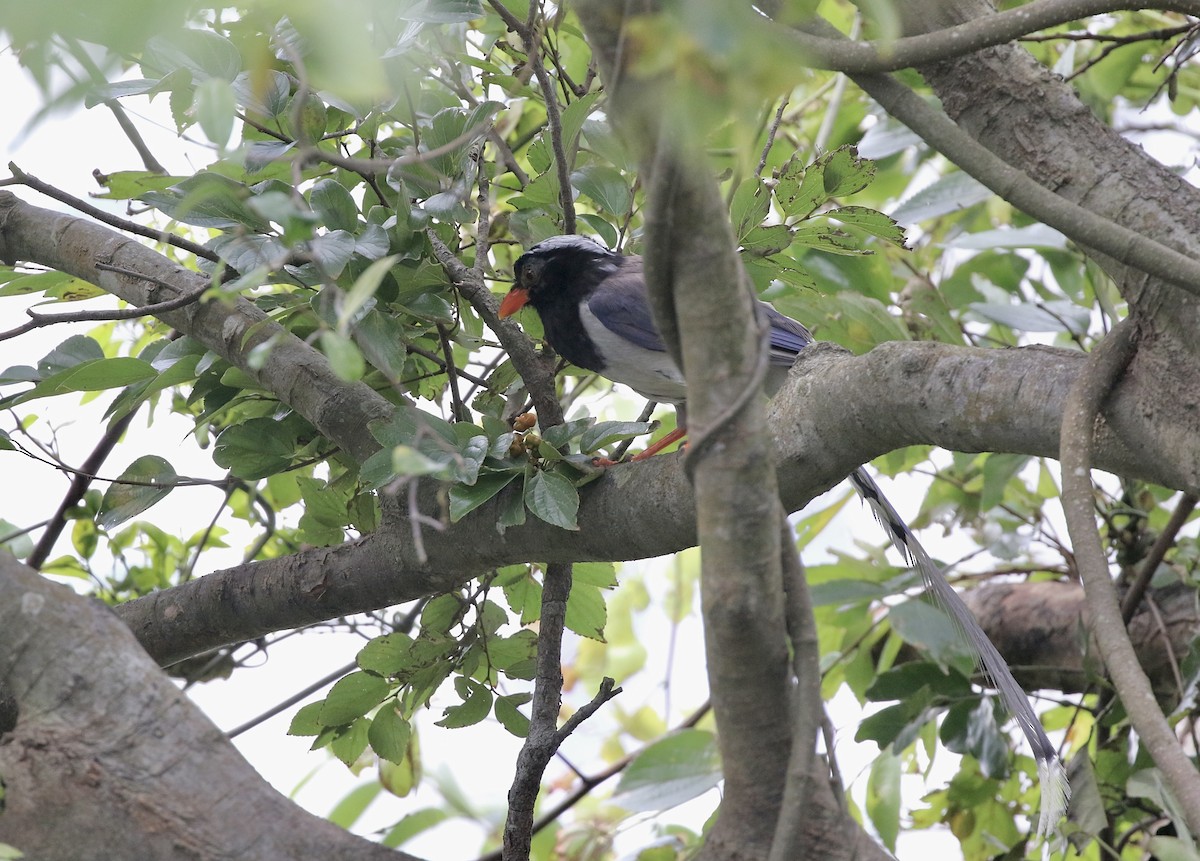 Red-billed Blue-Magpie - ML639327917