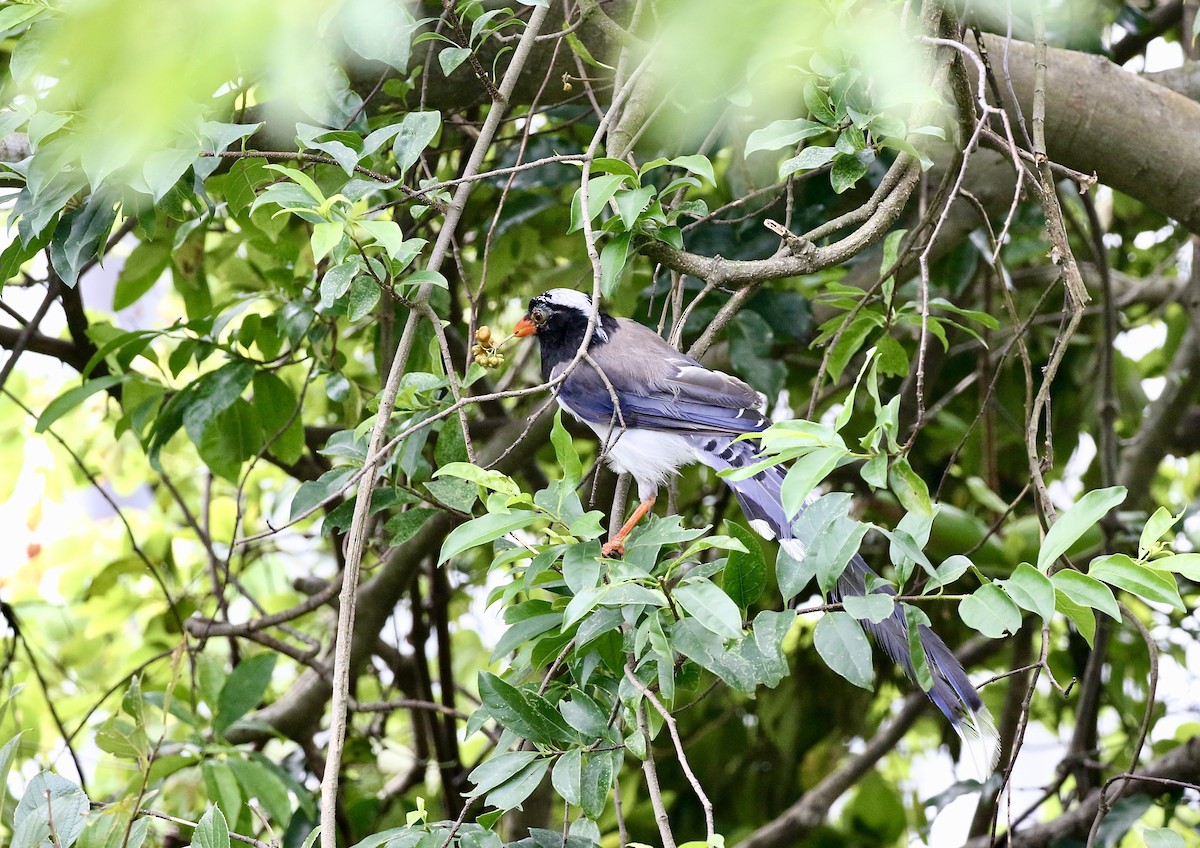 Red-billed Blue-Magpie - ML639327918