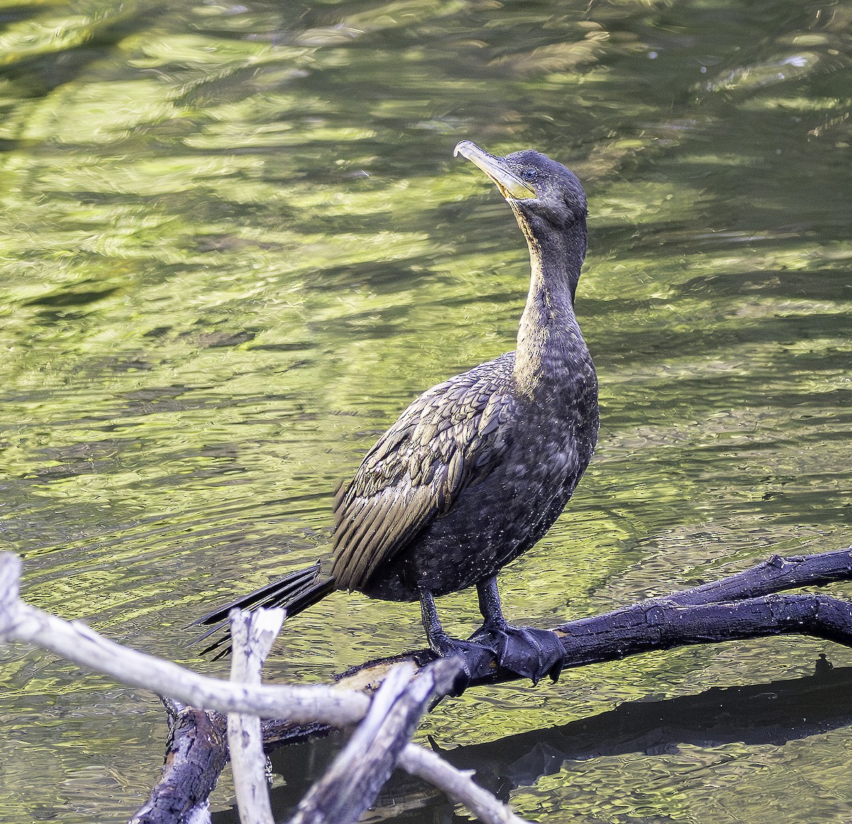Neotropic Cormorant - ML639327963