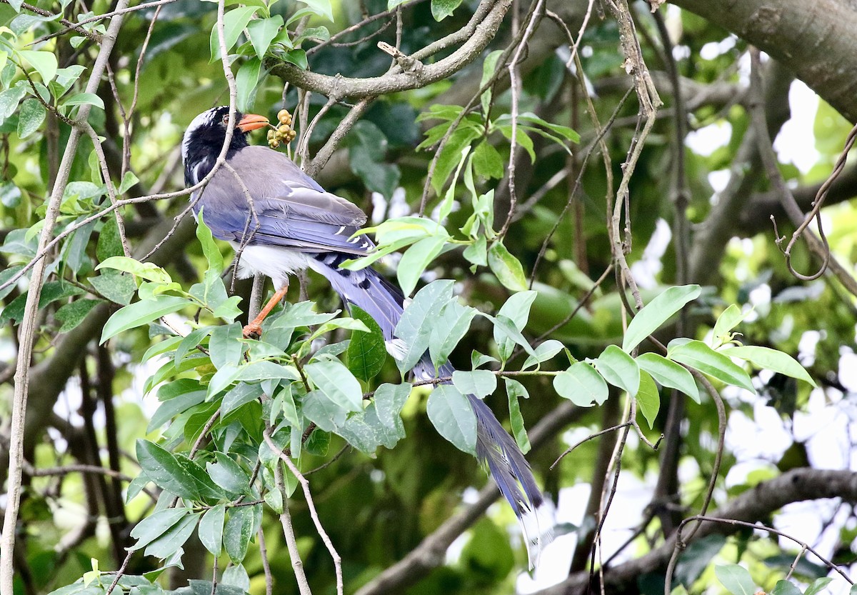 Red-billed Blue-Magpie - ML639328032