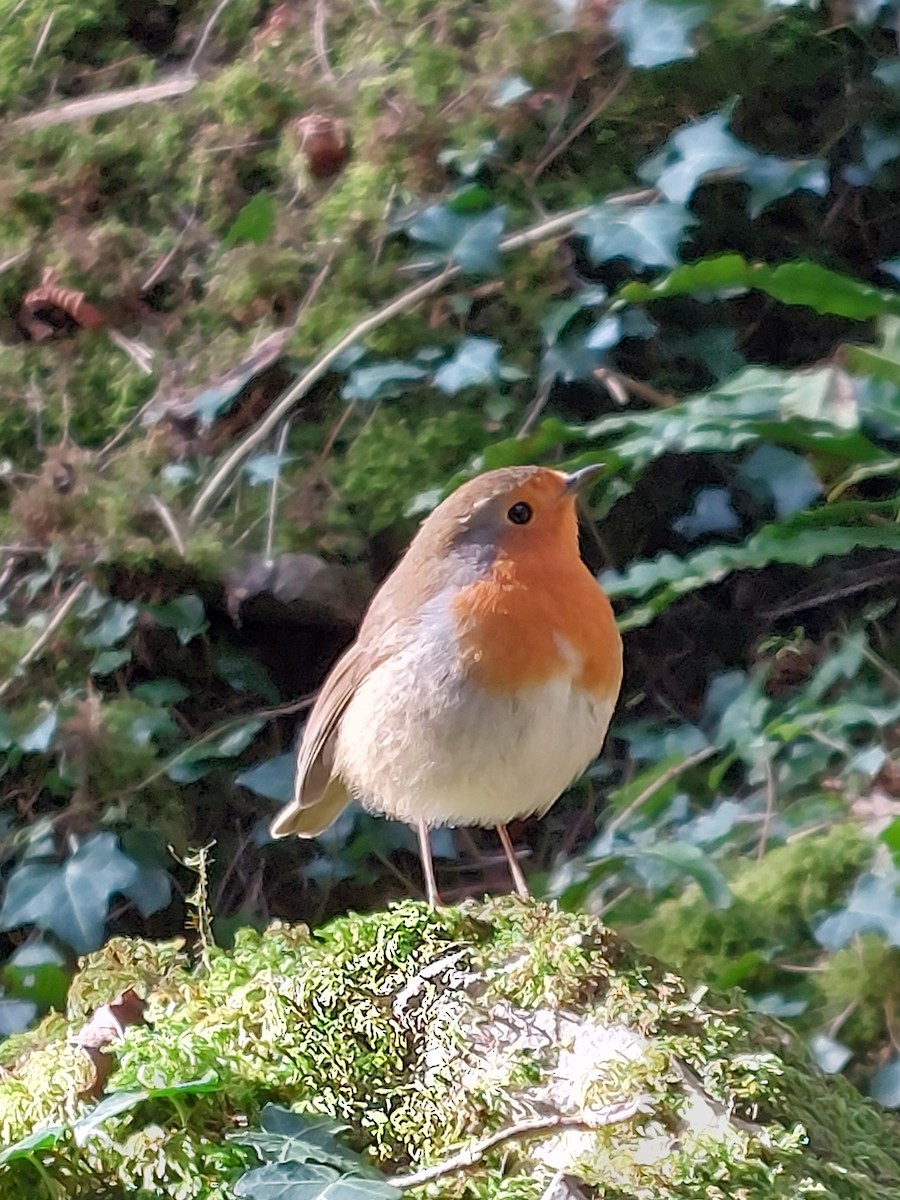 European Robin - ML639328399
