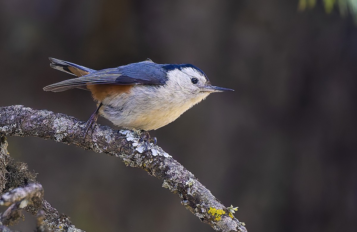 White-cheeked Nuthatch - ML639328400