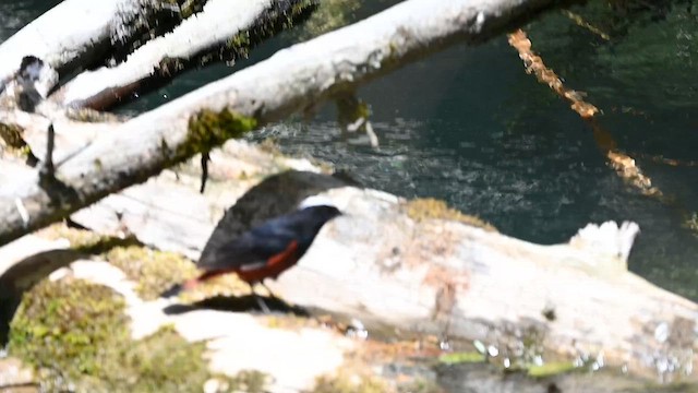 Халзан гал сүүлт - ML639328552