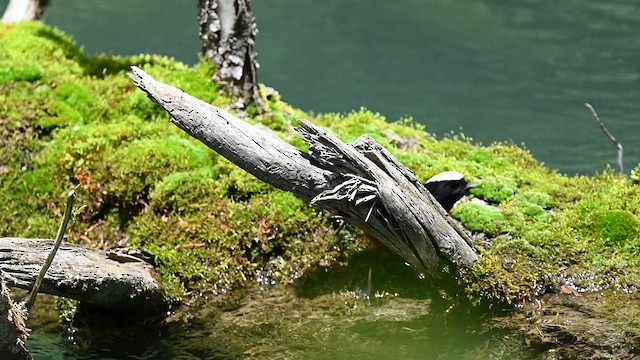 Халзан гал сүүлт - ML639328553