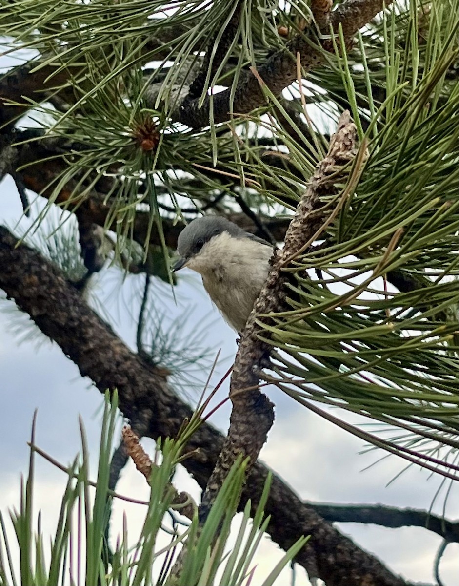 brhlík drobný - ML639328585