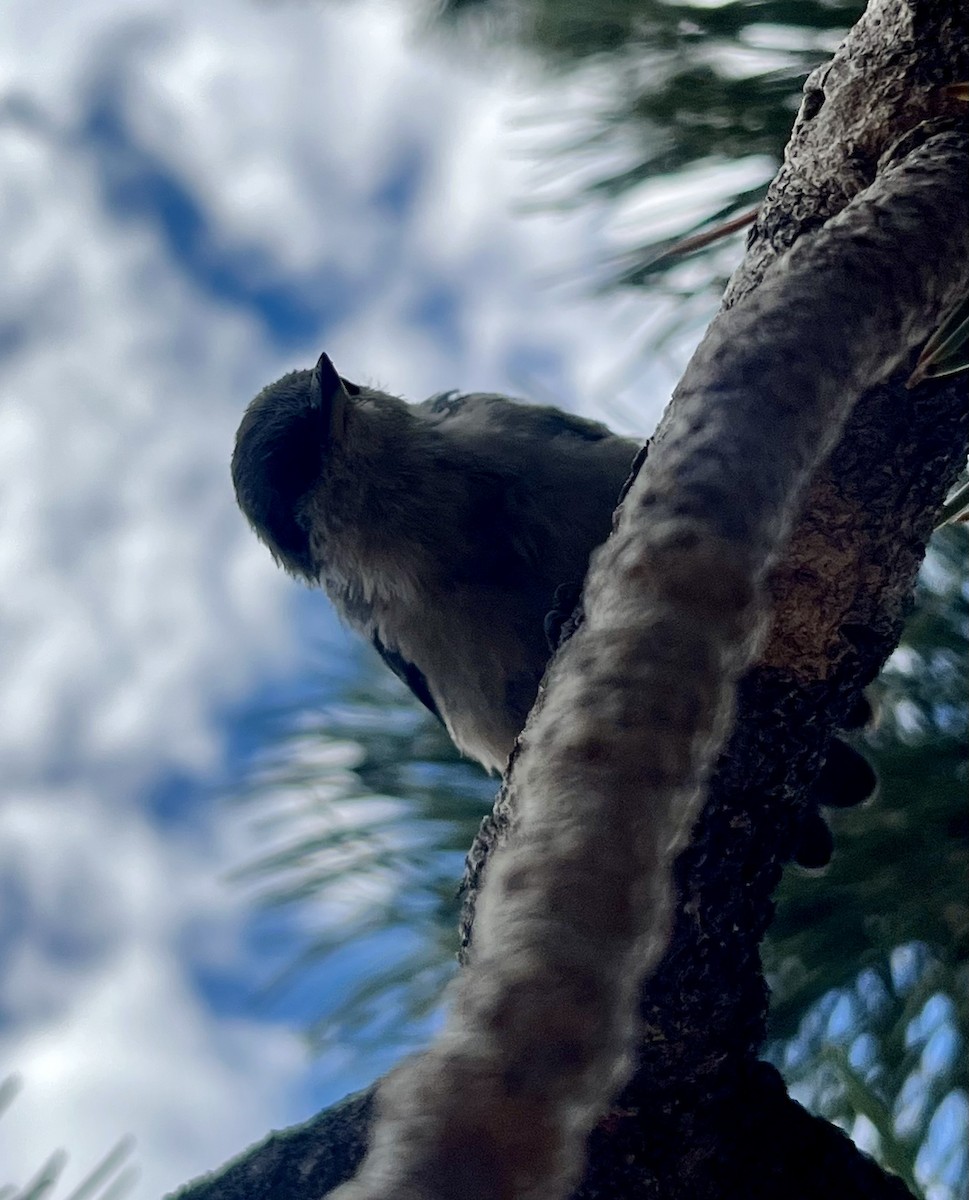 brhlík drobný - ML639328586