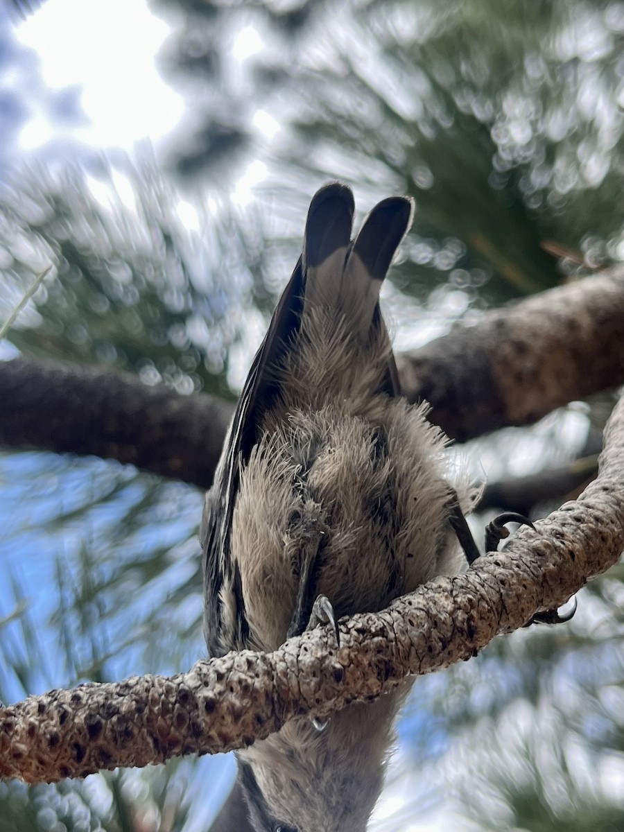 brhlík drobný - ML639328587