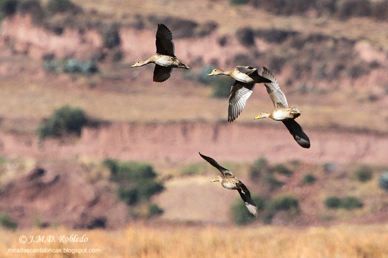 Yellow-billed Pintail - ML639328642