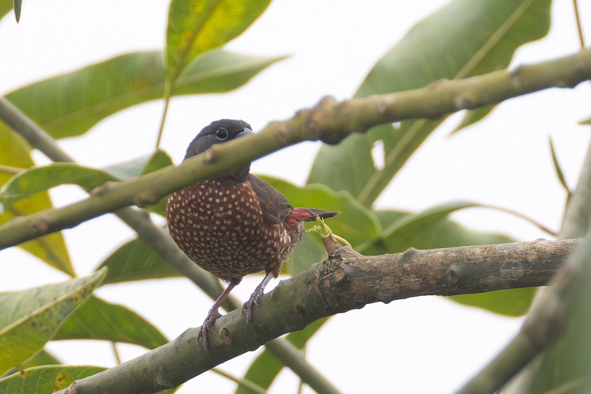 Brown Twinspot - ML639328723