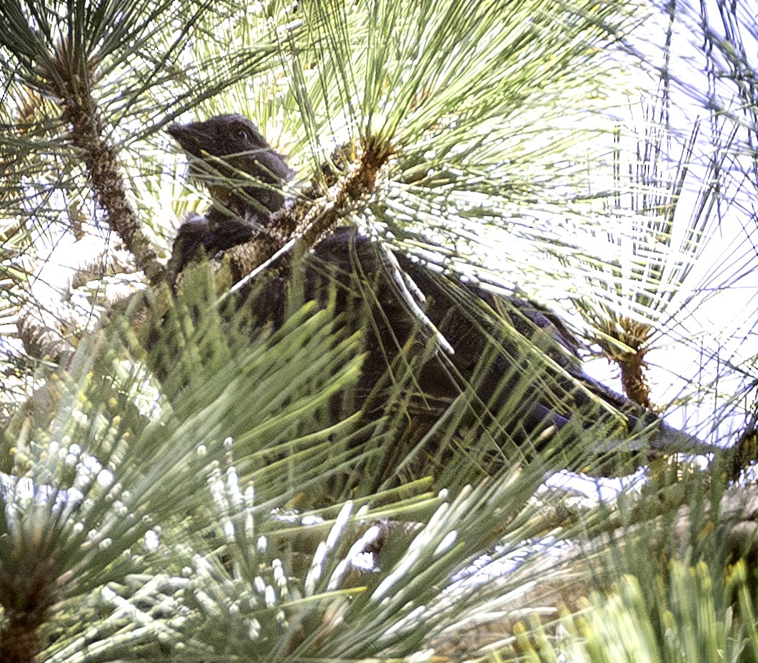 Sooty Grouse - ML639328809