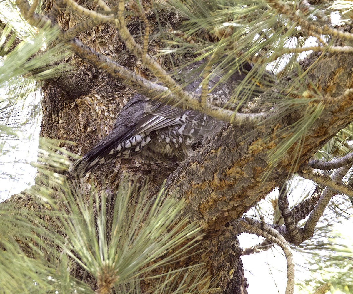 Sooty Grouse - ML639328810