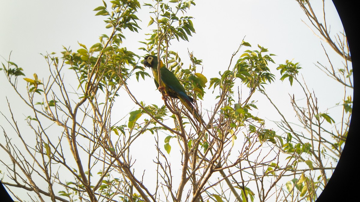 Yellow-collared Macaw - ML639328907
