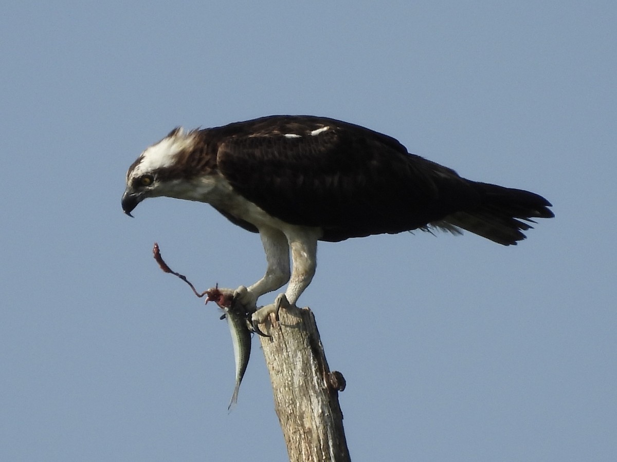 Osprey - ML639328922