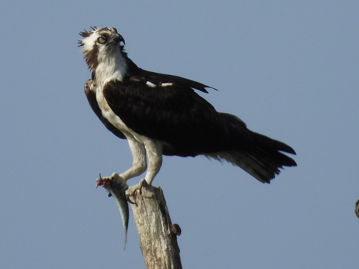Osprey - ML639328923