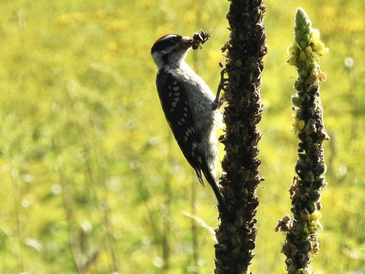Downy Woodpecker - ML639328952