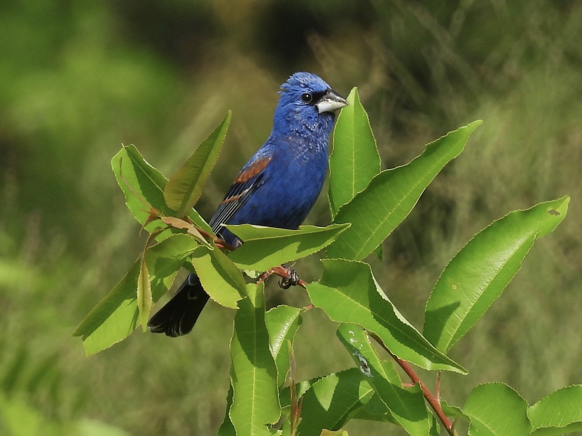 Blue Grosbeak - ML639328964